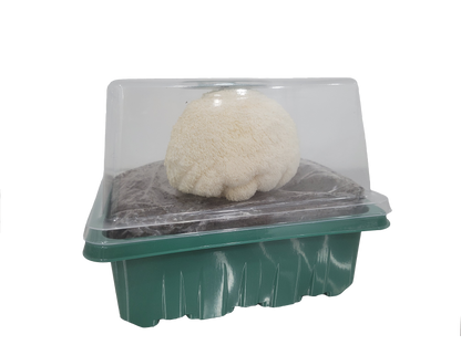 MidAm Mushrooms Countertop Grow Kit