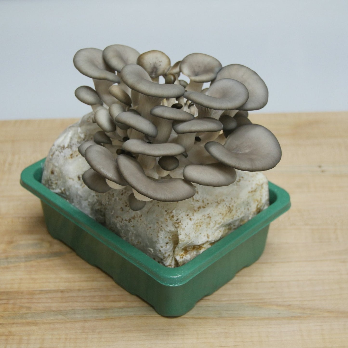 MidAm Mushrooms Countertop Grow Kit