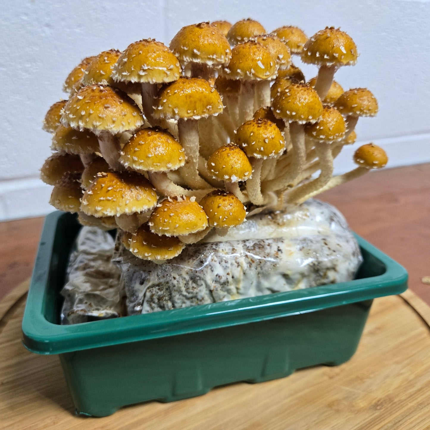 MidAm Mushrooms Countertop Grow Kit