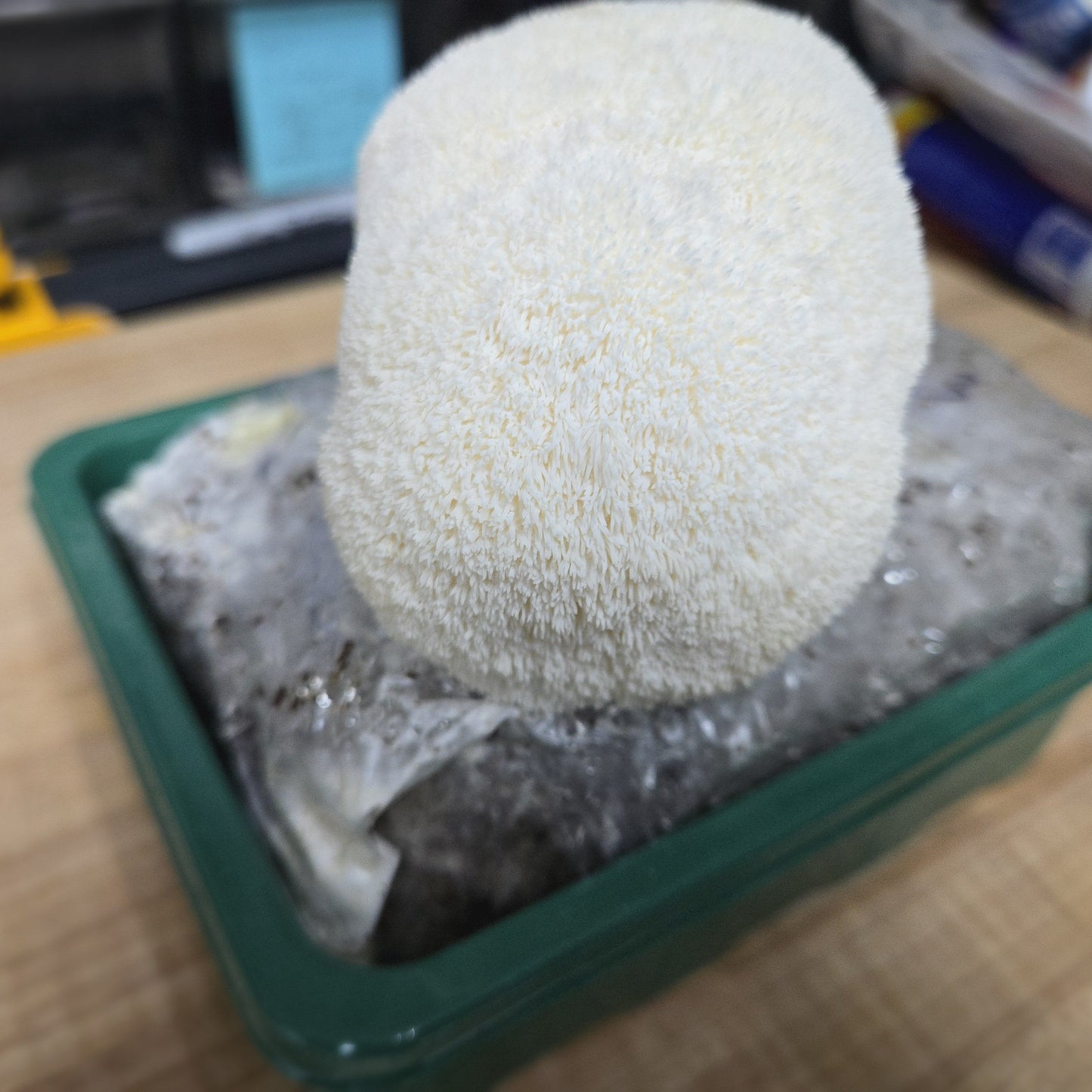 MidAm Mushrooms Countertop Grow Kit