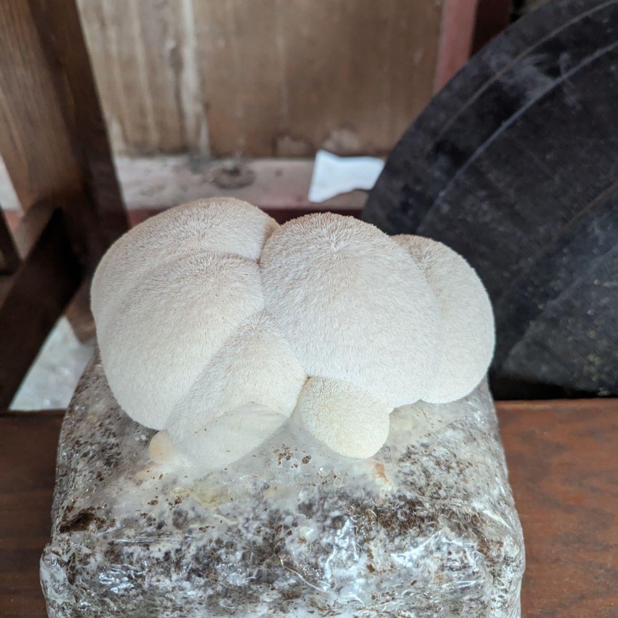 MidAm Gourmet Mushroom Grow Block