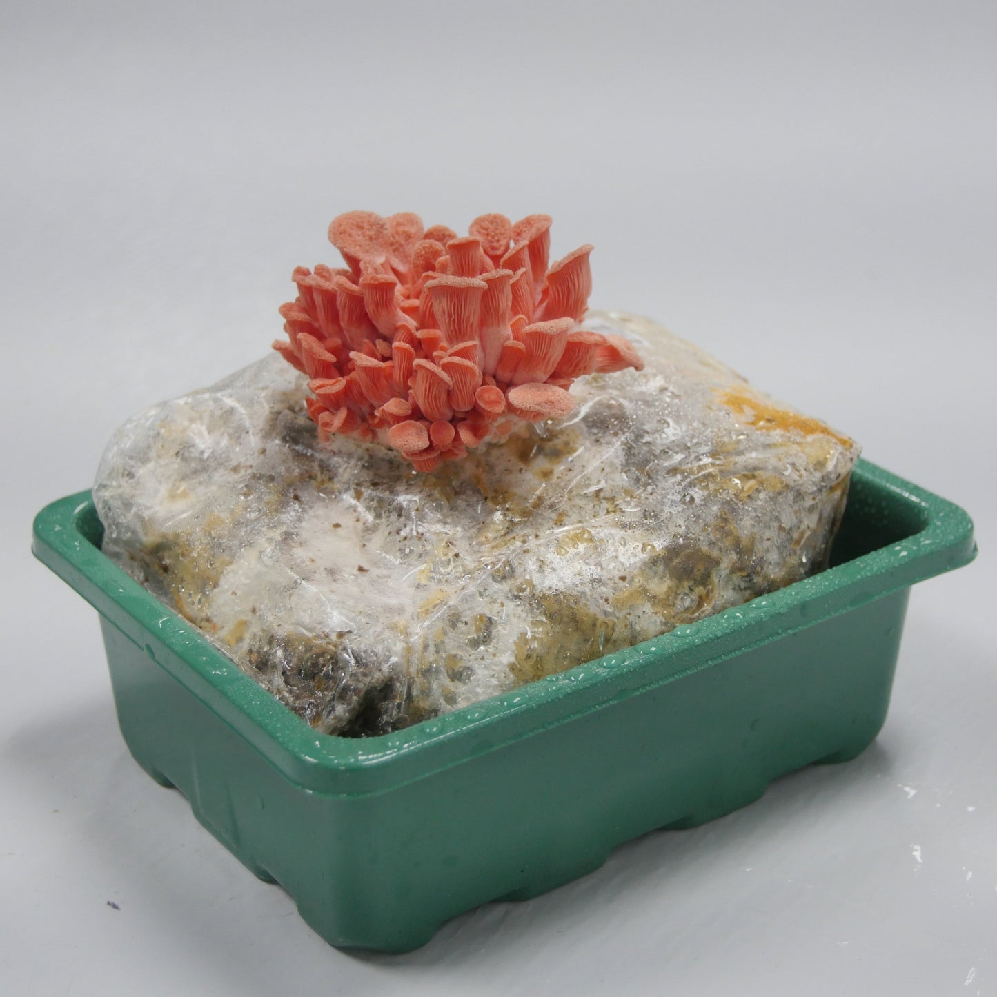 MidAm Mushrooms Countertop Grow Kit