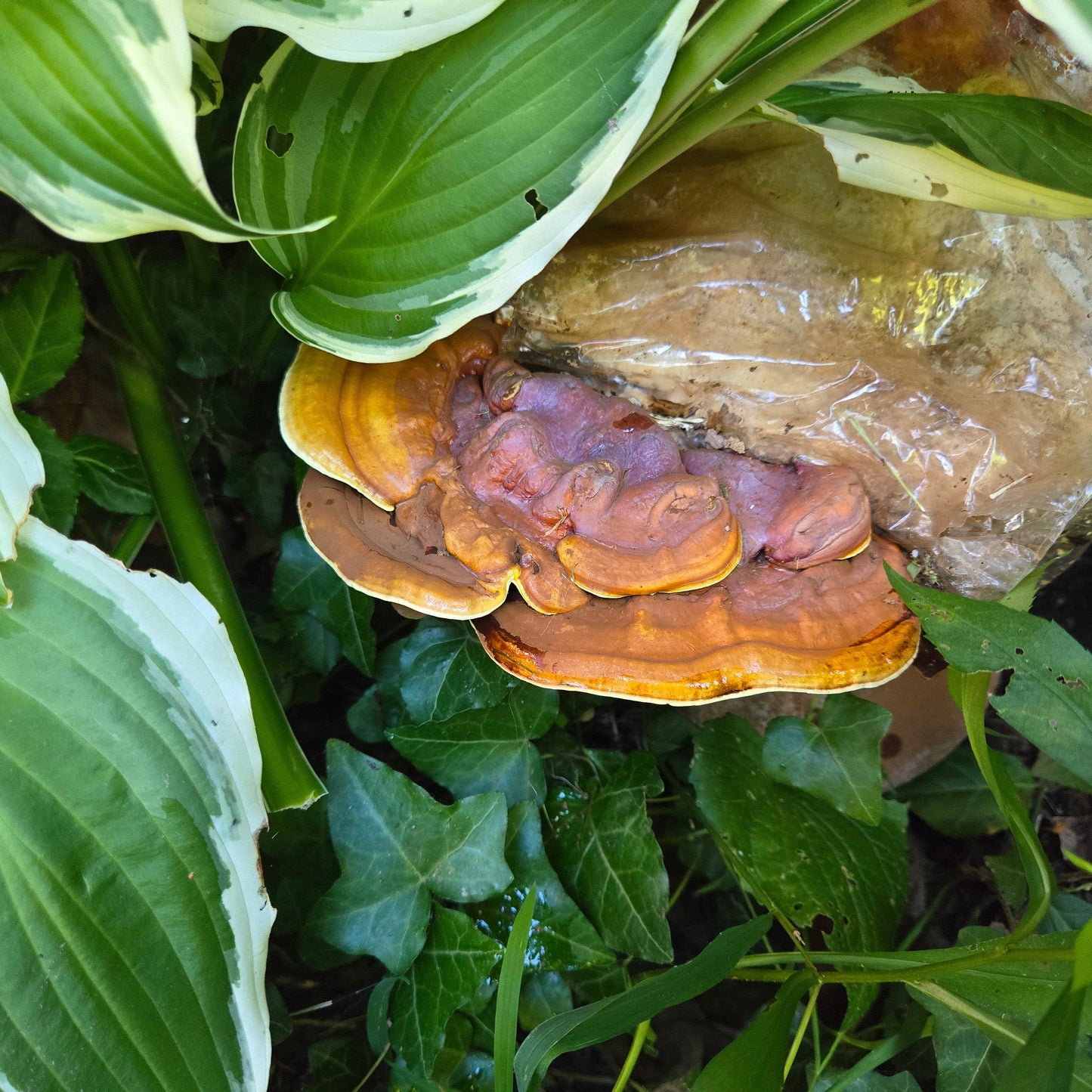 MidAm Gourmet Mushroom Grow Block