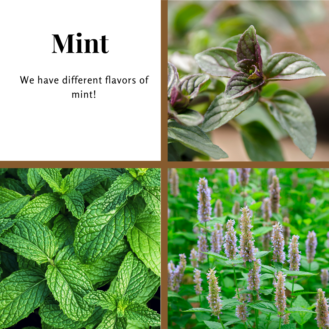 Mint isn’t just one plant—it’s a whole family. Each variety has its own look, scent, and culinary value.