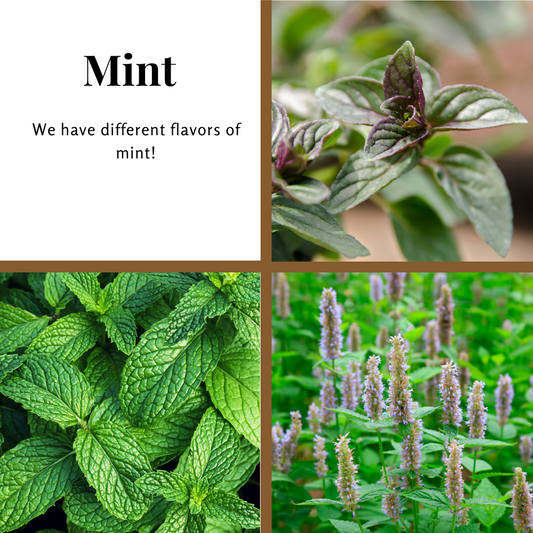 Mint, Spearmint