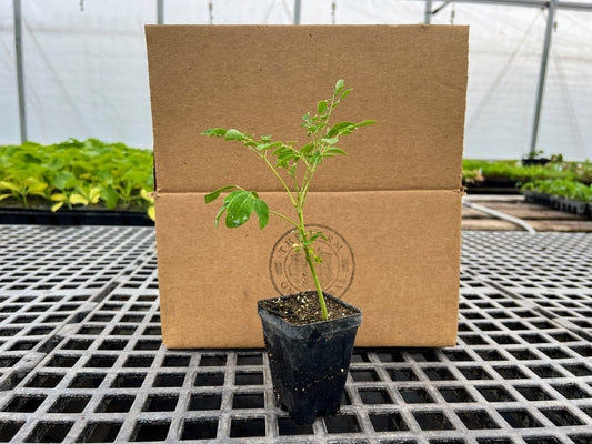 Moringa Plant (Moringa oleifera)