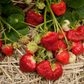 Malwina Strawberry Plants