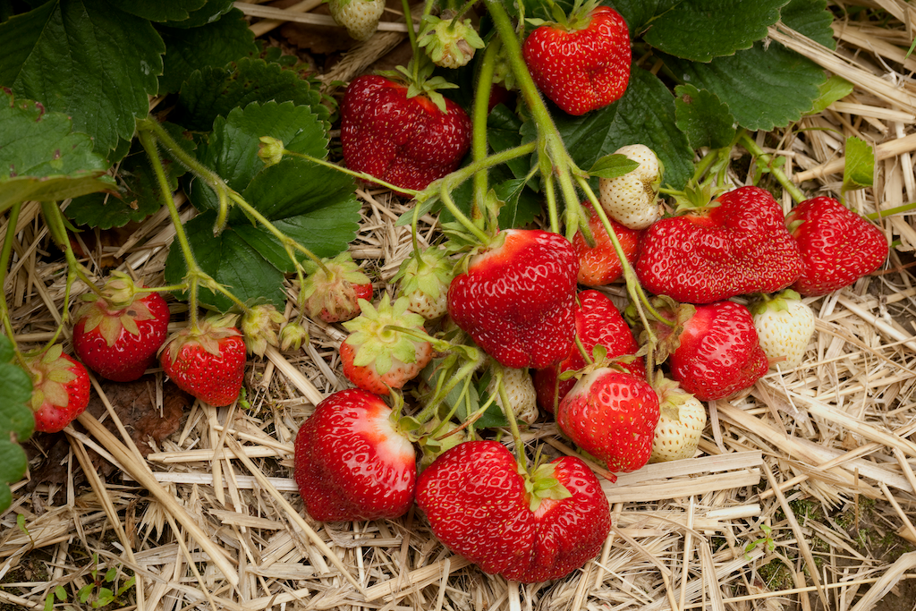 Malwina Strawberry Plants