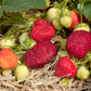 Honeoye Strawberry Plants