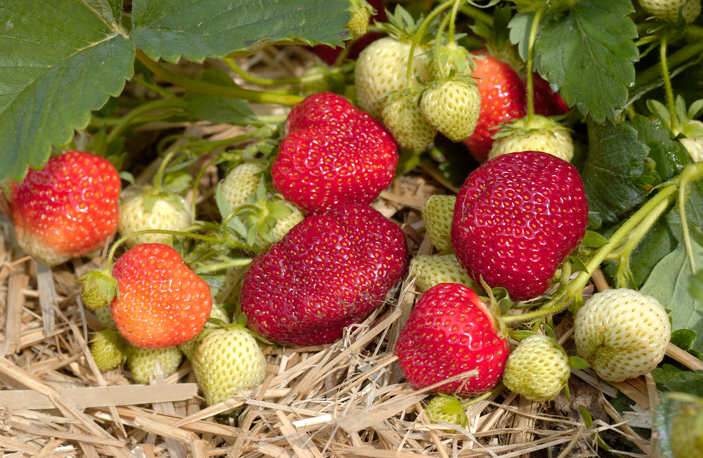 Honeoye Strawberry Plants