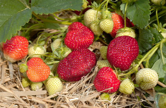 Honeoye Strawberry