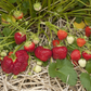 Jewel Strawberry Plants