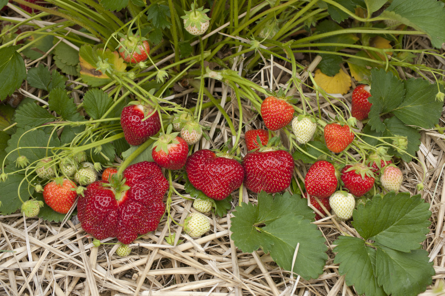 Jewel Strawberry Plants