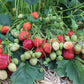 Sparkle Strawberry Plants