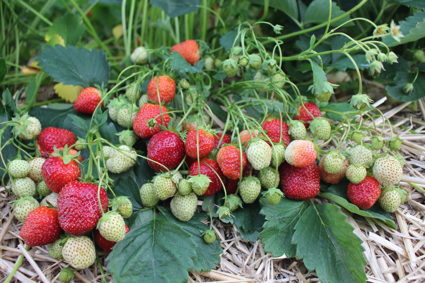 Sparkle Strawberry Plants