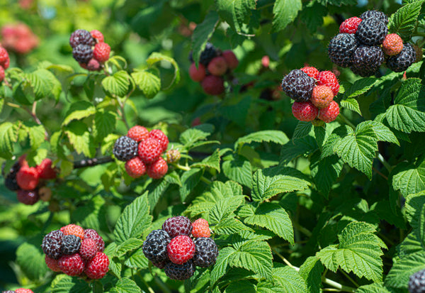 Tahi Thornless Black Raspberry – The Farm On Central