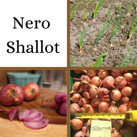 PRE-ORDER: Nero Shallot - French Heirloom