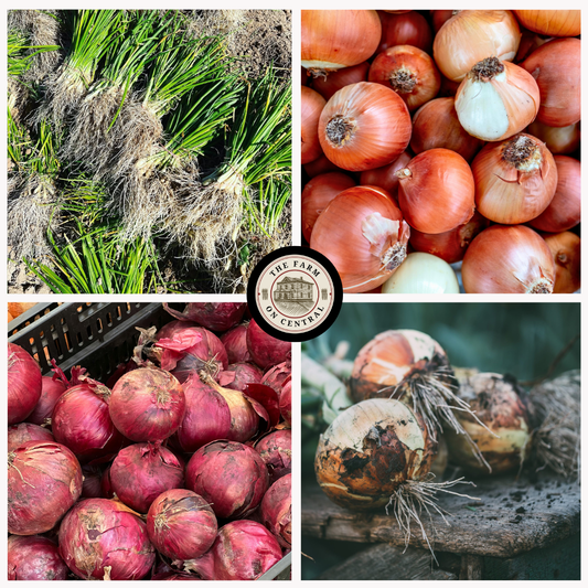 Long Day Onion Bundle