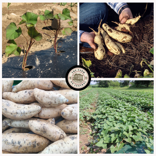 Sweet Potato Plants, White Bonita (Free Shipping)