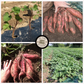 Sweet Potato Plants, Covington (Free Shipping)