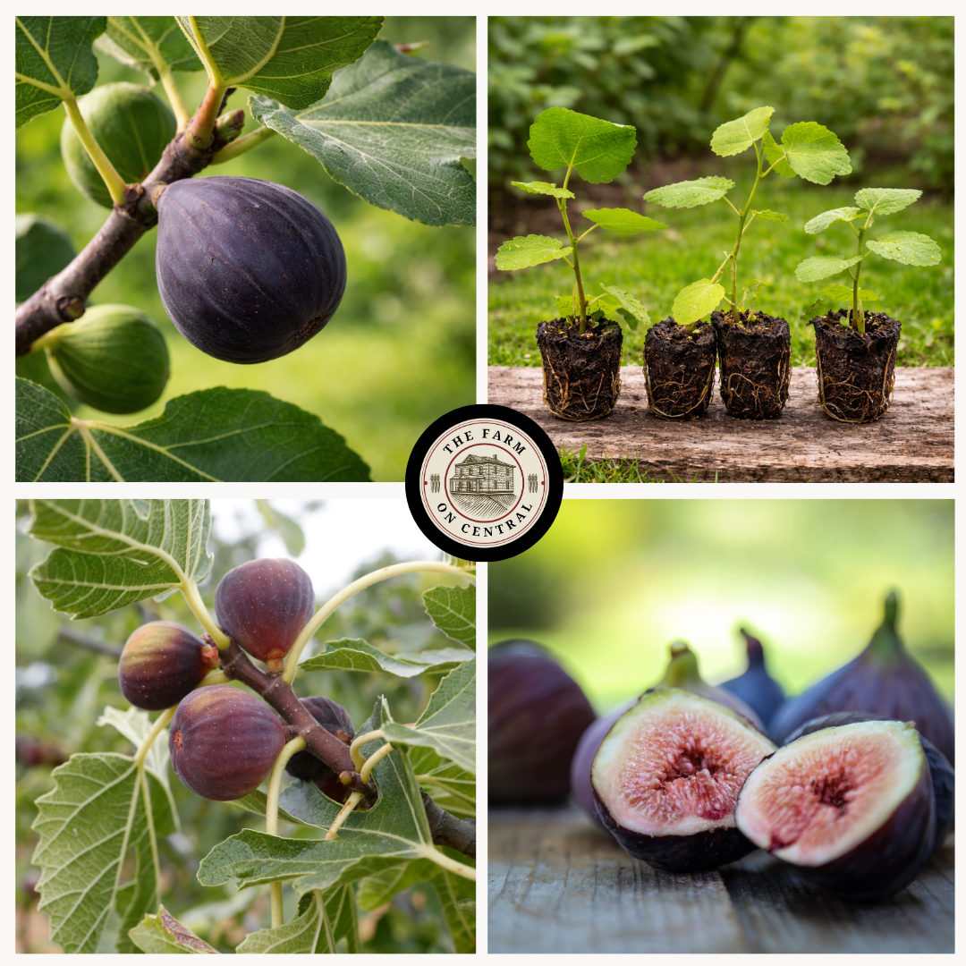 Northern Fig Trio (Chicago Hardy, Olympian, and Violette De Bordeaux)