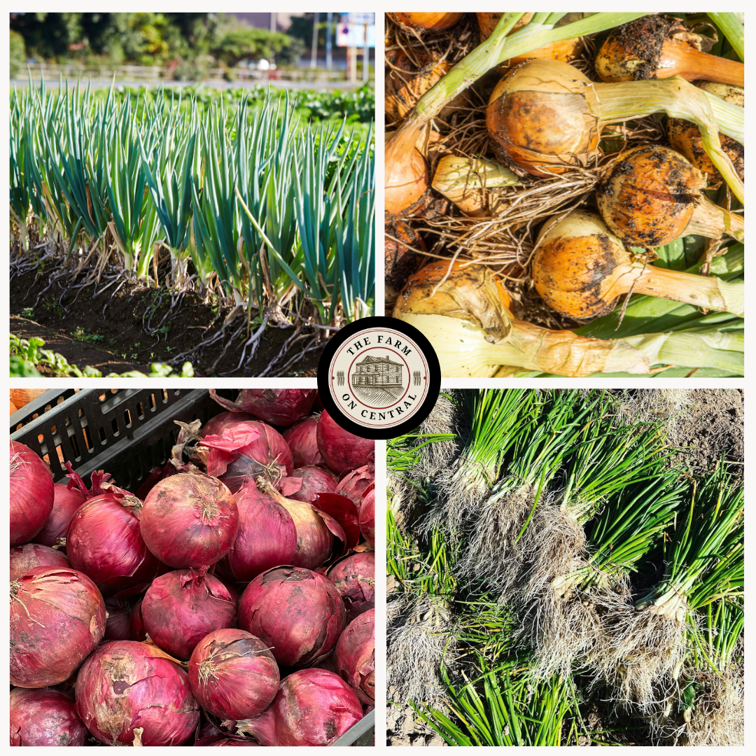 Texas Super Sweet Onion Plants (Short Day)