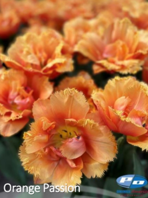 Orange Passion Tulip Bulbs – The Farm On Central