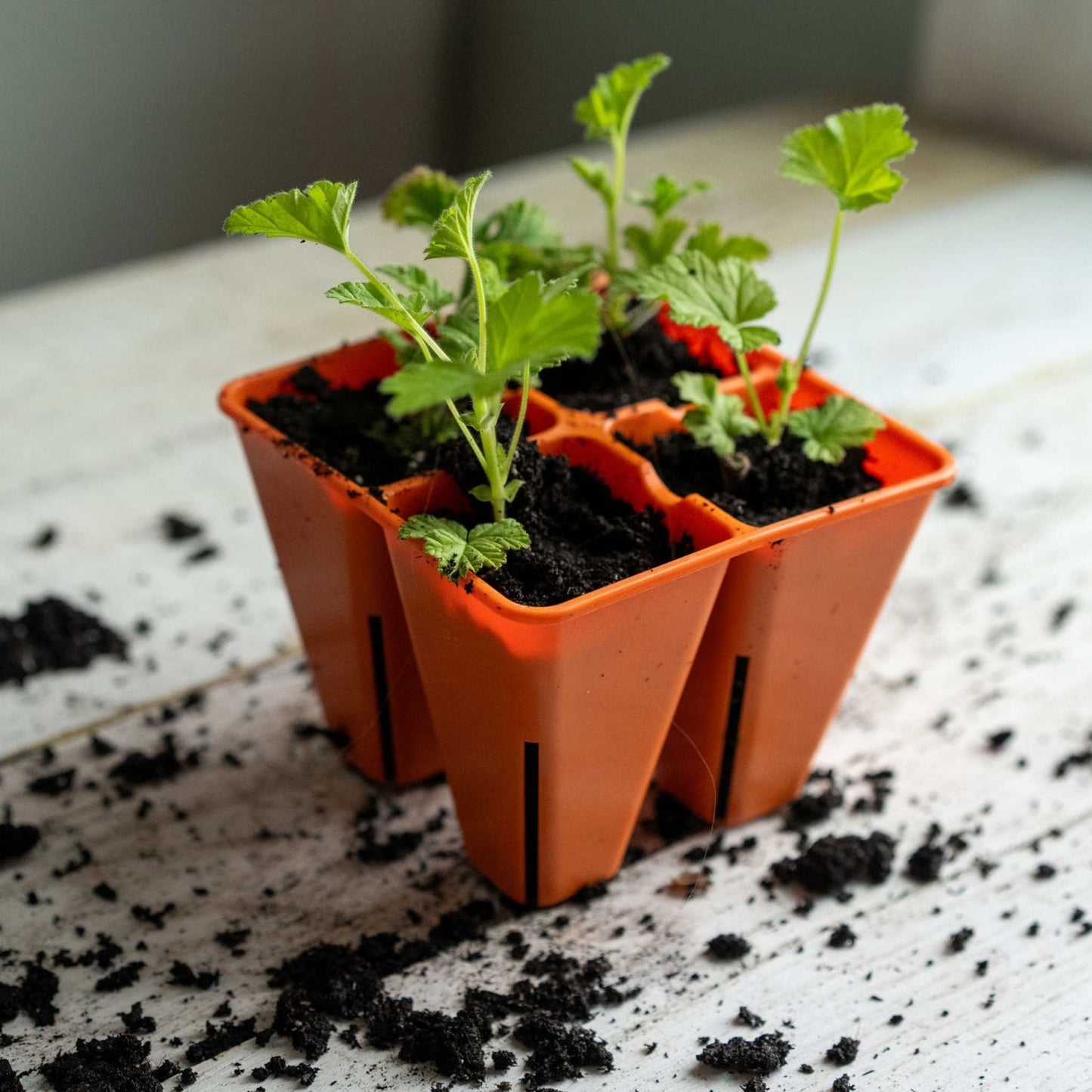 4 Cell Plug Tray Inserts