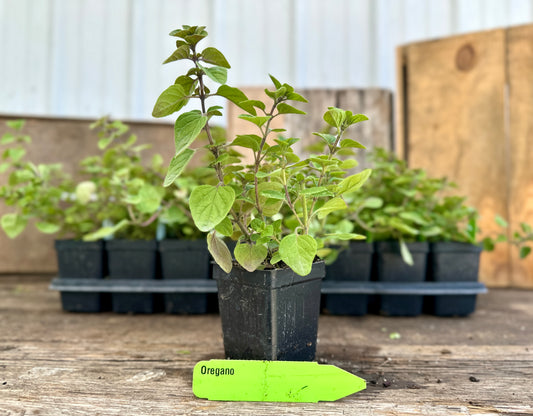 Oregano Plant (Origanum vulgare)