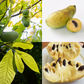 Common Pawpaw