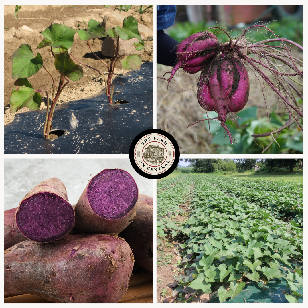 Sweet Potato Plants, Purple Majesty (Free Shipping)