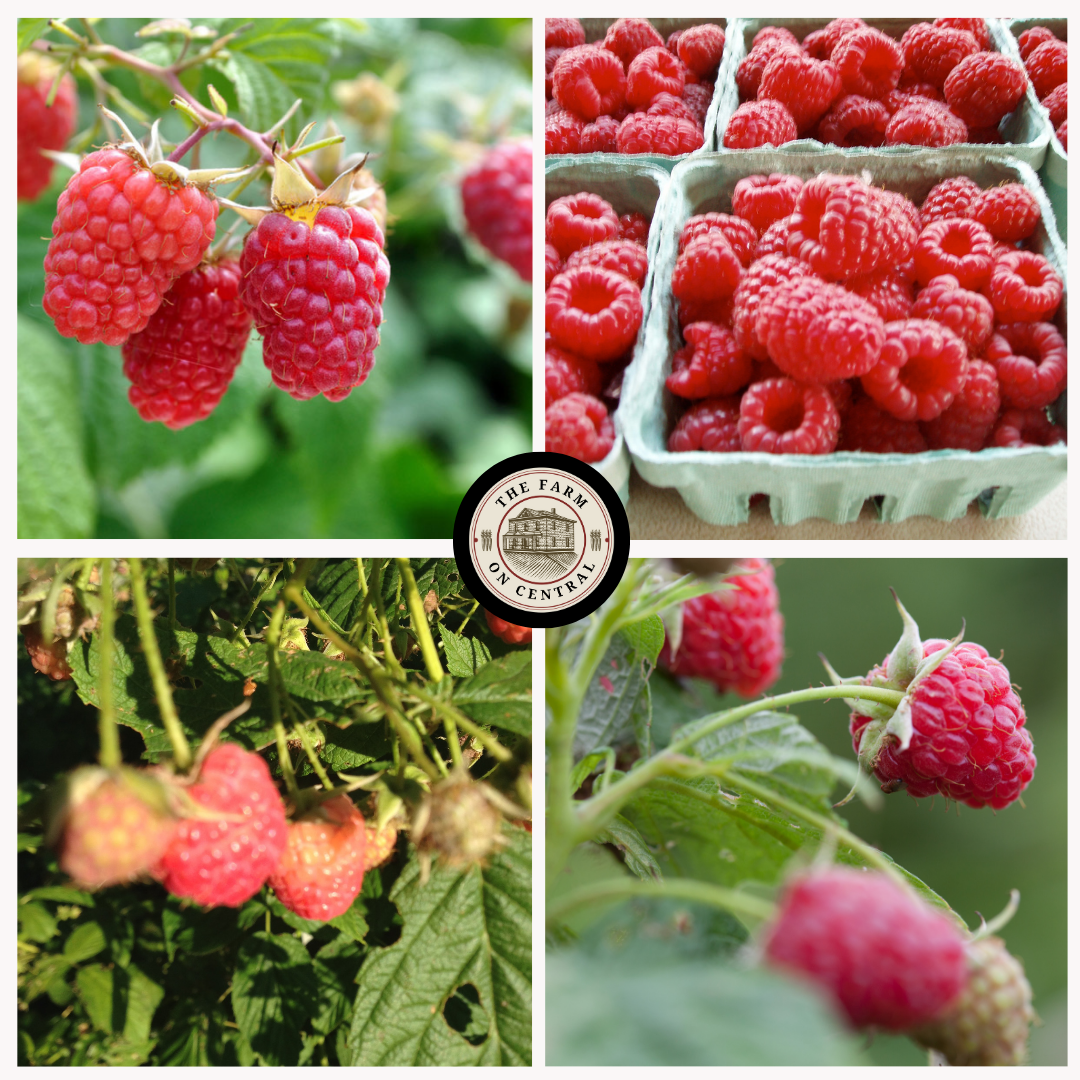 Herritage Raspbery Heritage Raspberry – The Farm On Central