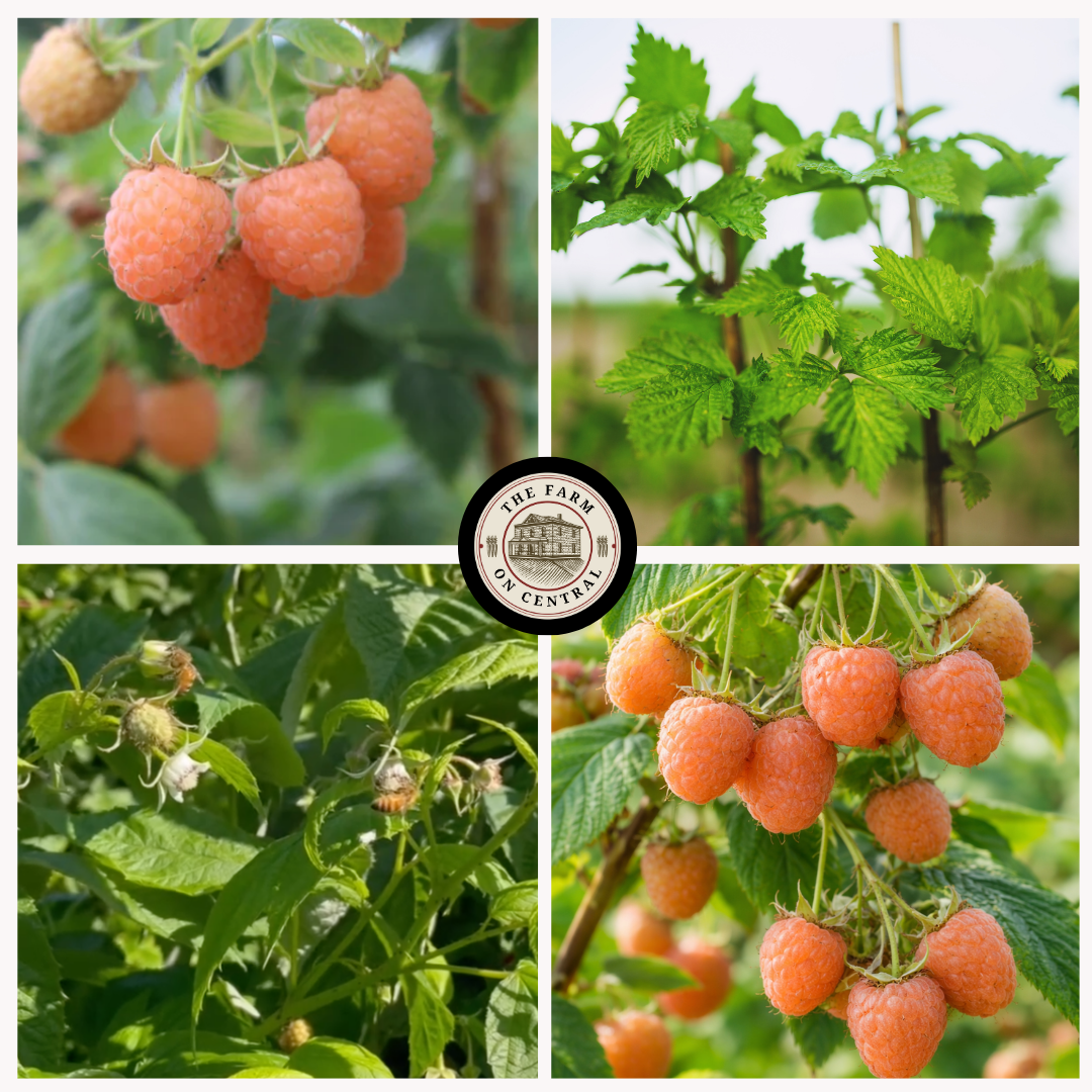 Silver Coated Raspberry Double Gold Raspberry – The Farm On Central