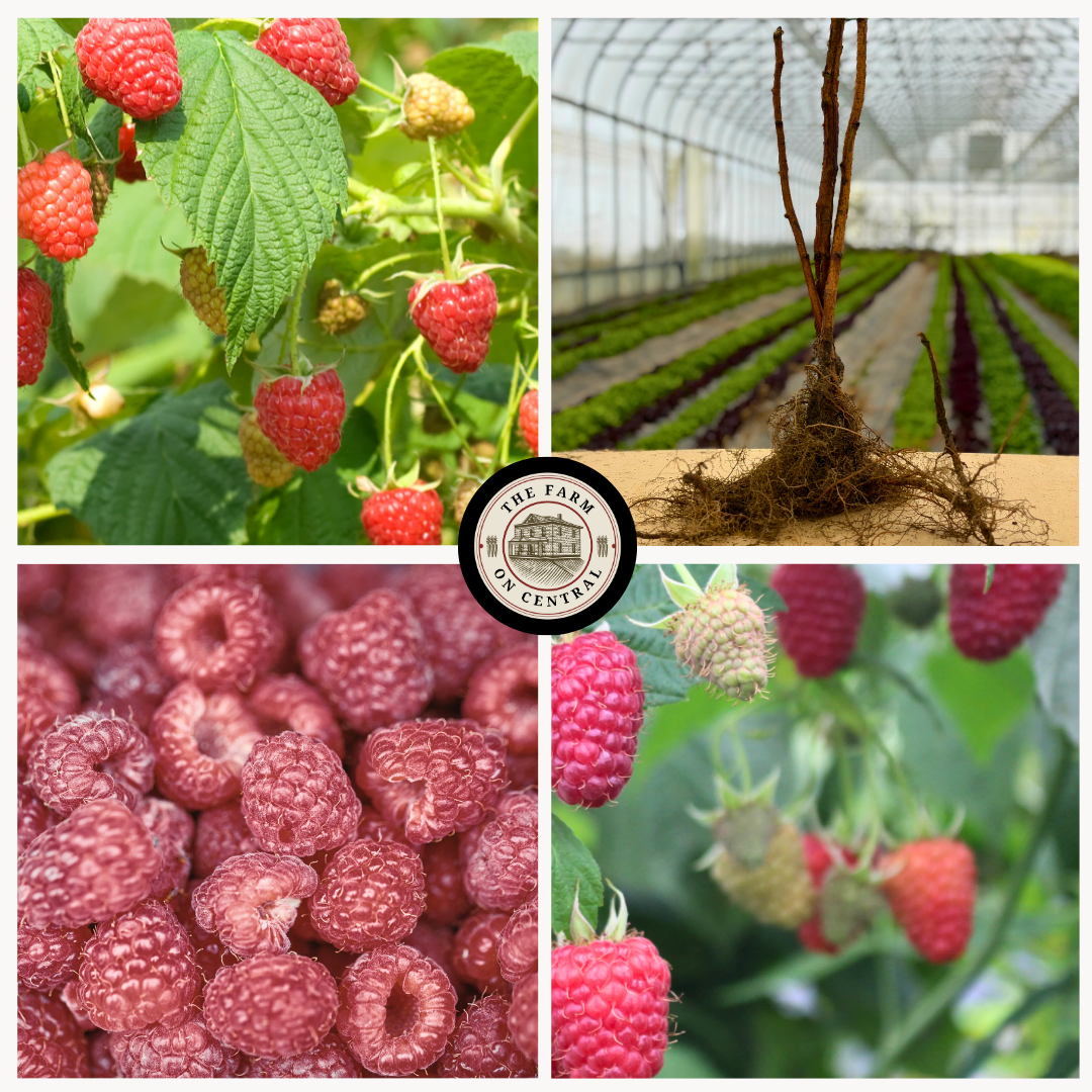 Polana Raspberry – The Farm On Central