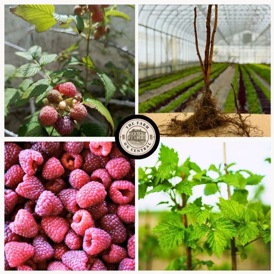 Royalty Purple Raspberry – The Farm On Central