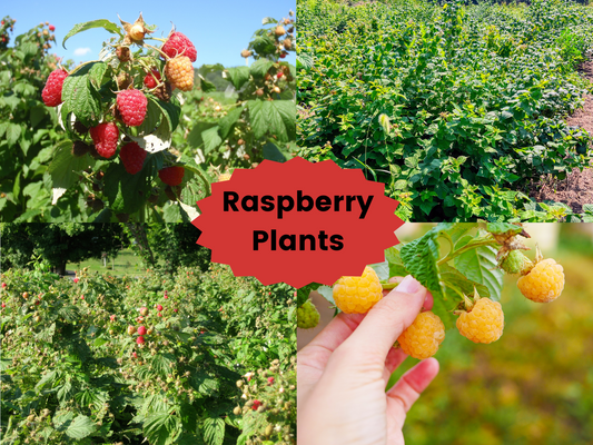 Heritage Raspberry