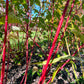 Red Osier Dogwood (Cornus sericea)