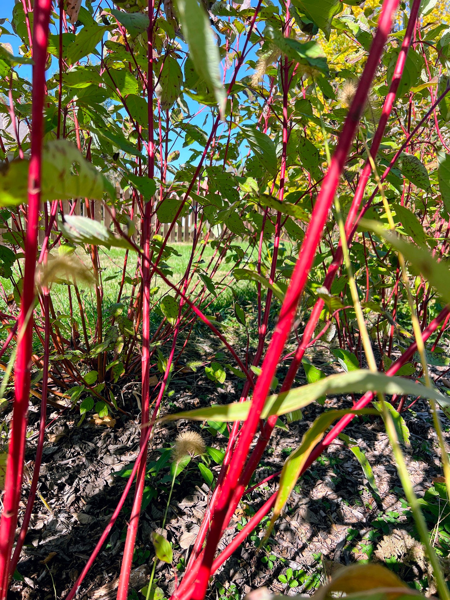 Red Osier Dogwood (Cornus sericea)