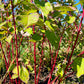 Red Osier Dogwood (Cornus sericea)