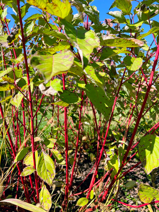 Red Osier Dogwood (Cornus sericea)