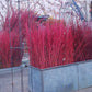 Red Osier Dogwood Cuttings (Cornus sericea)