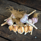 German Red Garlic ~Beautiful Bulbs with Rich Flavor