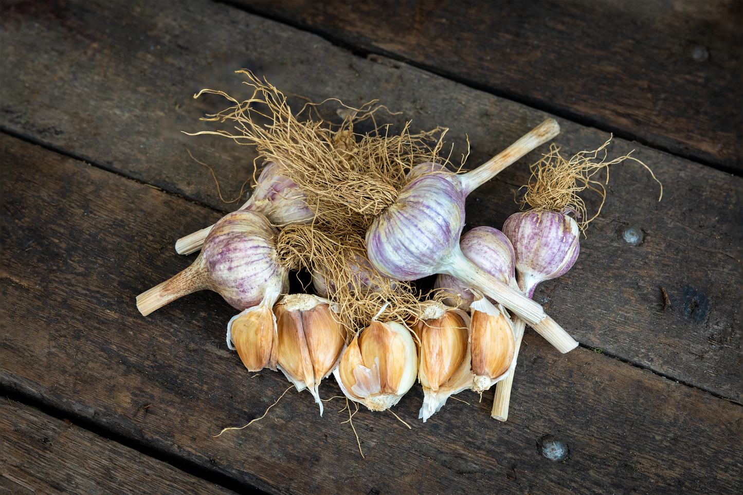 German Red Garlic ~Beautiful Bulbs with Rich Flavor