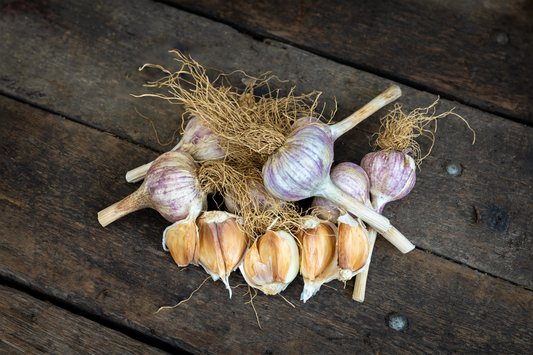 German Red Garlic ~Beautiful Bulbs with Rich Flavor