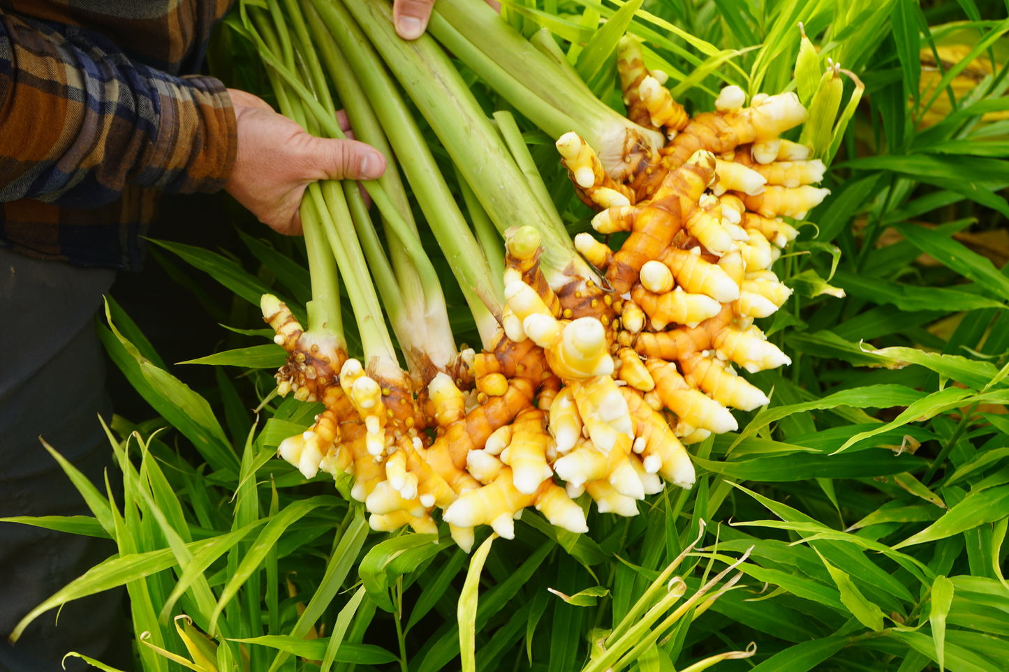 Turmeric Seed ~ Tennessee Wonder