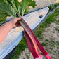 Crimson Red Rhubarb