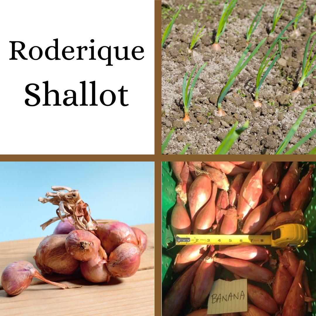 Roderique Shallot - French Heirloom