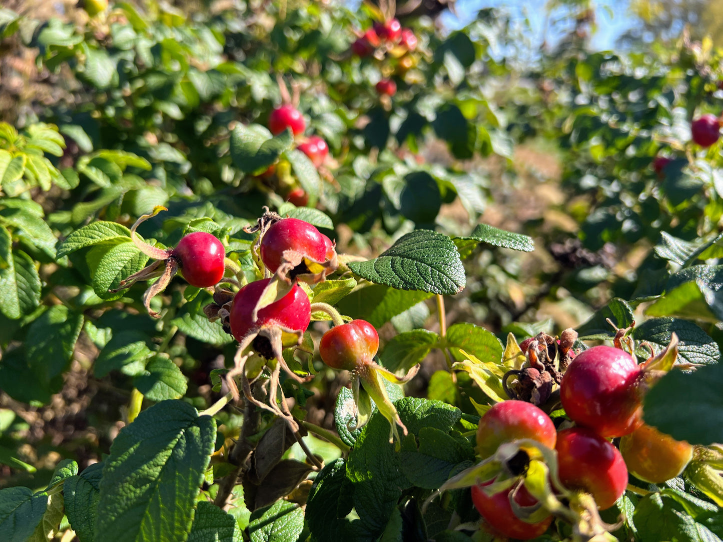 Rose Hips Rugosa Rose (Rosa Rugosa)