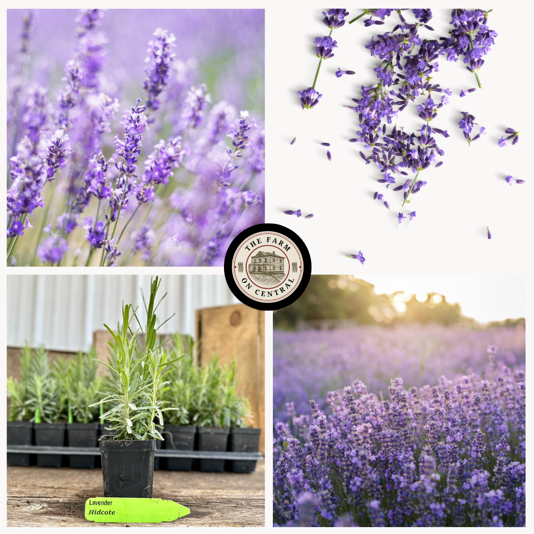Royal Velvet Lavender Plant