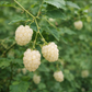Rubus 'Snowbank' Blackberry